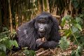 61 Rwanda, Volcanoes NP, gorilla